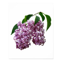 Pink Lilac Duo posters