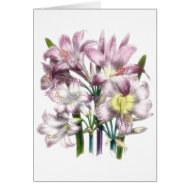 Pink Lilies card