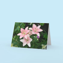 Pink Lilies cards