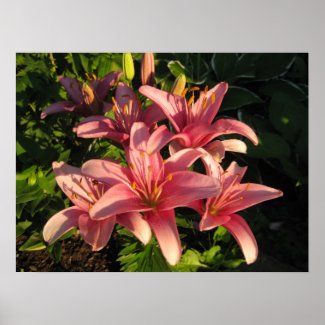 Pink Lilies In The Golden Hour Posters