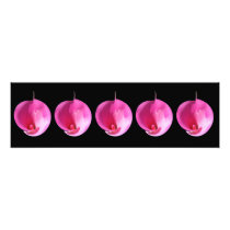 Pink lilies photography