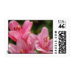 Pink Lilies Postage Stamp stamp