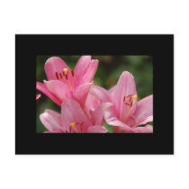 Pink Lilies Postcard by pulsDesign Pink Lilies Postcard