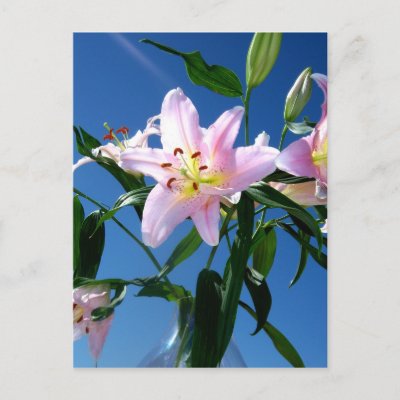 Pink Lilies Postcards by