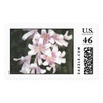 pink lillies postage