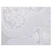 Pink Lillium, flower, mature anthera, the male org Letterhead Design