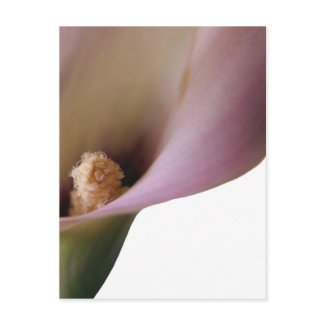 Pink Lilly Postcard postcard