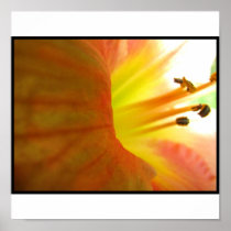 pink lily 2 print