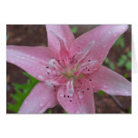 Pink Lily after a shower Card