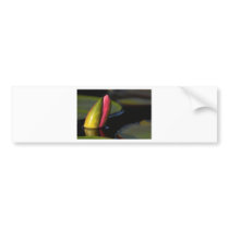 Pink Lily Bud Bumper Stickers