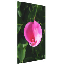 Pink lily canvas prints