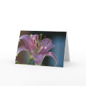 PINK LILY cards