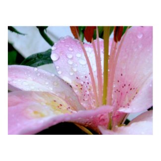 Large Framed Print
