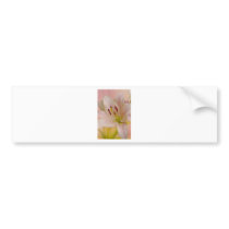 Pink Lily Floral art Bumper Sticker
