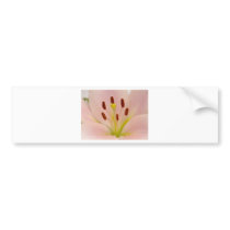 Pink Lily Floral art Bumper Stickers