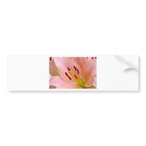 Pink Lily Floral art Bumper Stickers