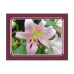 flower, pink, lily, lilies, flowers, floral,