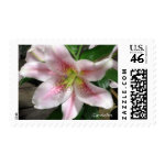Pink Lily Flower Stamps stamp