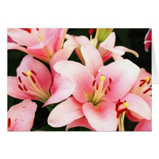 Pink lily flowers card