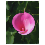 Pink lily flyers