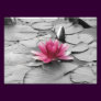 Pink lily pad flower
