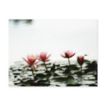 Pink Lily Pad Flowers and Dragonfly Post Cards