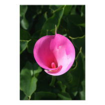 Pink lily photography