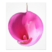 Pink lily photographic print