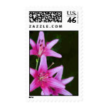 Pink Lily Postage Stamp