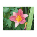 Pink Lily postcards