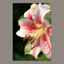 Pink Lily! posters
