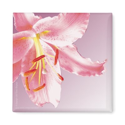 PINK LILY Sq Magnet by gardensofeve