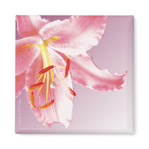 PINK LILY Sq Magnet by gardensofeve PINK LILY Sq Magnet