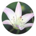 Pink Lily stickers by CyrScenes Pink Lily stickers