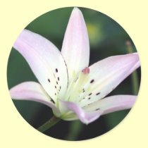 Pink Lily stickers