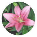 Pink Lily stickers by princessklb07 Pink Lily stickers