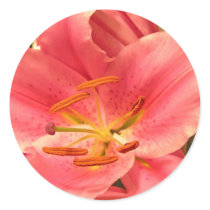 Pink Lily Stickers by mlane53 Pink Lily Stickers