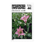 Pink Lily Tulips flowers Postage Stamp