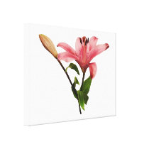 Pink Lily With Bud canvas prints