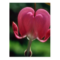 Pink Lonely heart flowers postcards