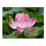 Pink Lotus Bloom Post Card