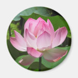Pink Lotus Bloom Refrigerator Magnet