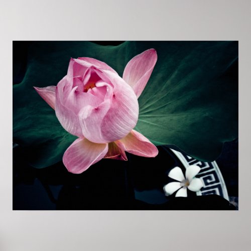 Pink Lotus Blooming print