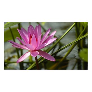 Pink lotus profilecard