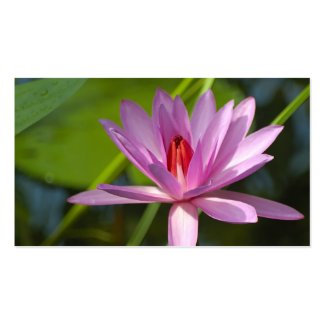Pink lotus profilecard