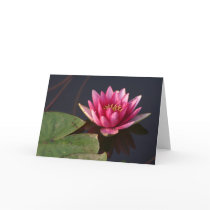 Pink Lotus cards
