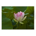 Pink Lotus cards