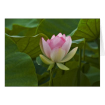 Pink Lotus cards