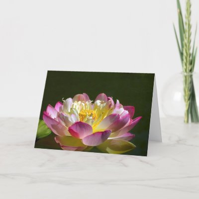 Pink Lotus Flower Greeting Cards by MovingLight