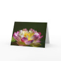 Pink Lotus Flower cards
